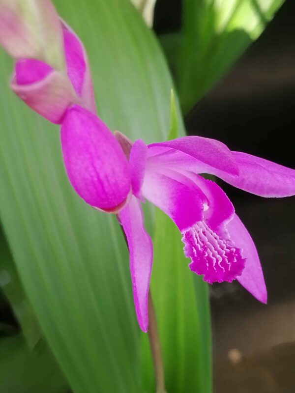 Bletilla striata