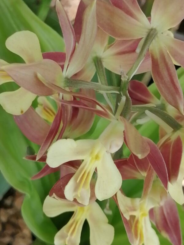 Calanthe Takane hybrid