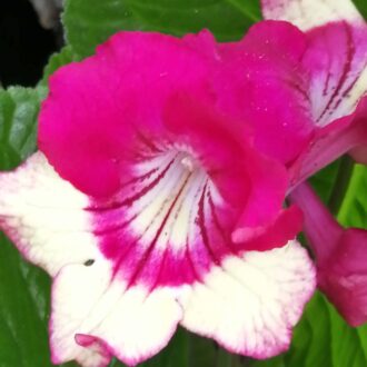 Streptocarpus Merlin