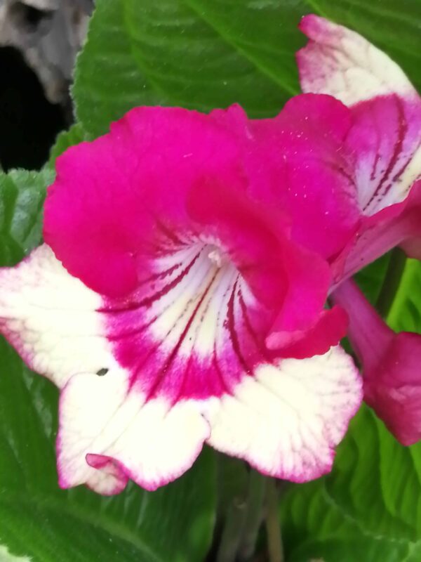 Streptocarpus Merlin