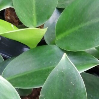Philodendron selloum Green Princess