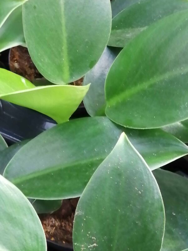 Philodendron selloum Green Princess