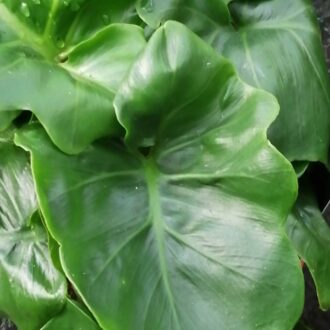 Philodendron bipinnatifidum Atom