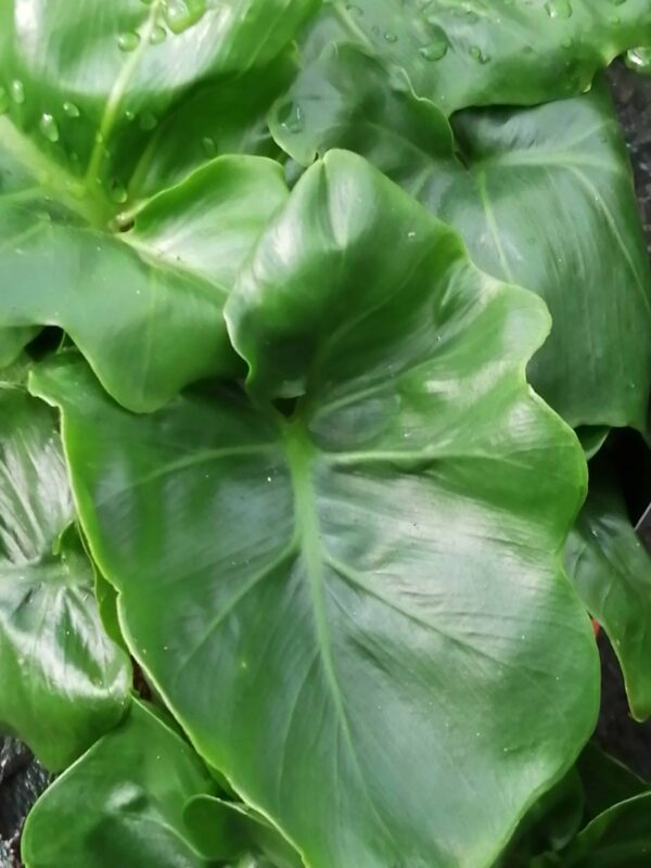 Philodendron bipinnatifidum Atom