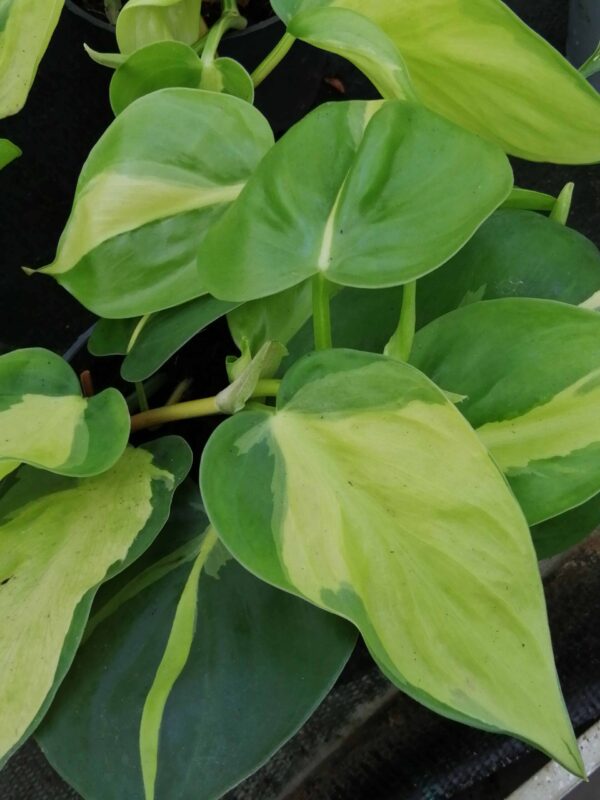 Philodendron hederaceum Brasil