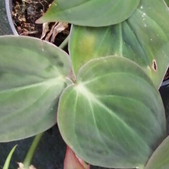 Philodendron micans