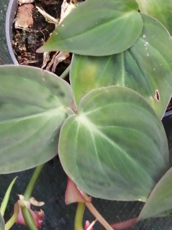 Philodendron micans