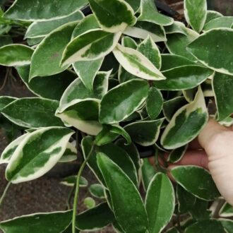 Hoya carnosa Albomarginata