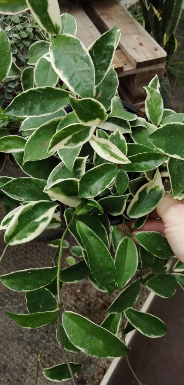Hoya carnosa Albomarginata
