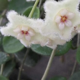 Hoya serpens
