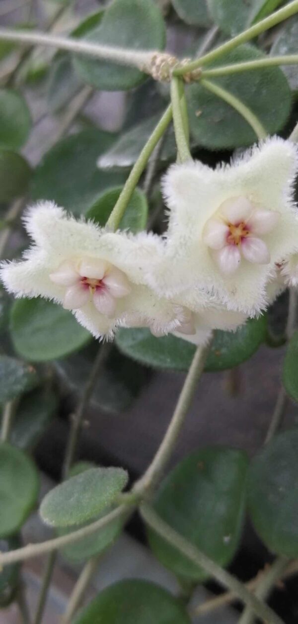 Hoya serpens