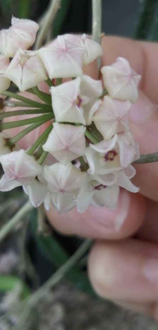 Hoya shepherdii string bean Hoya
