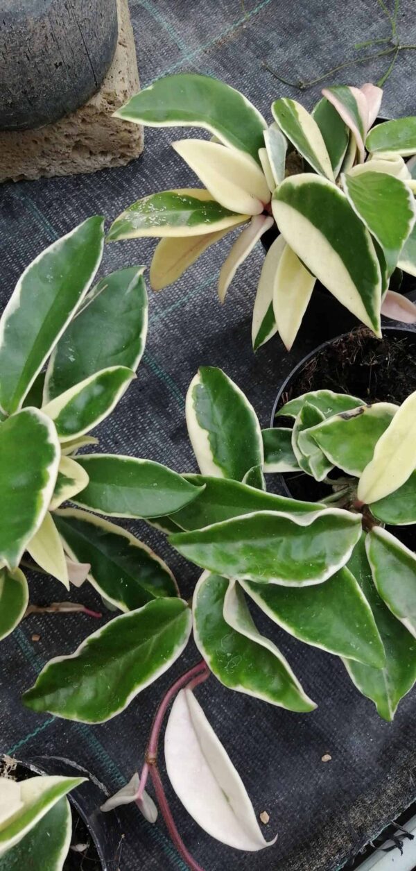 Hoya carnosa Albomarginata