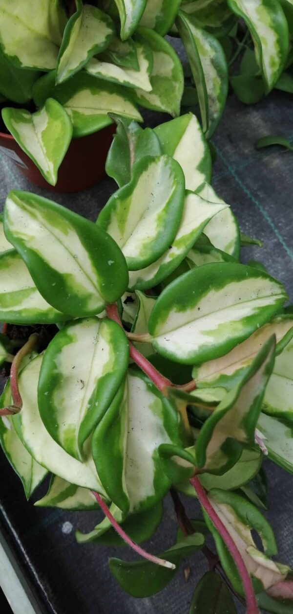 Hoya carnosa Tricolor