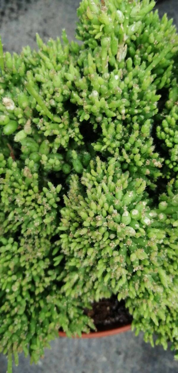 Rhipsalis mesembryanthemoides