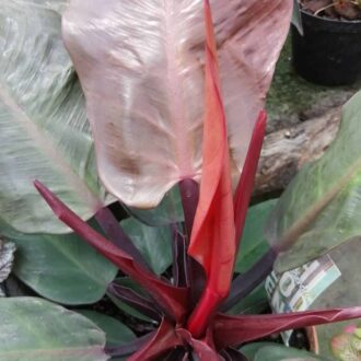 Philodendron  Cherry Red