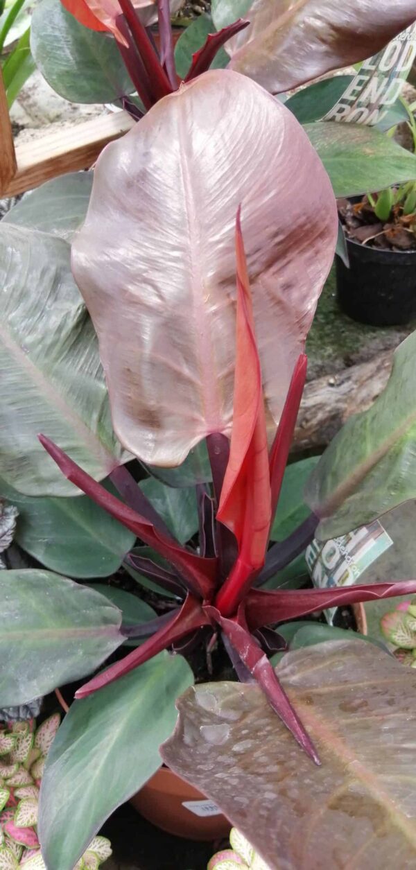 Philodendron  Cherry Red