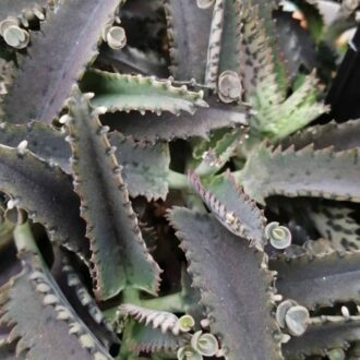 Kalanchoe Octopus