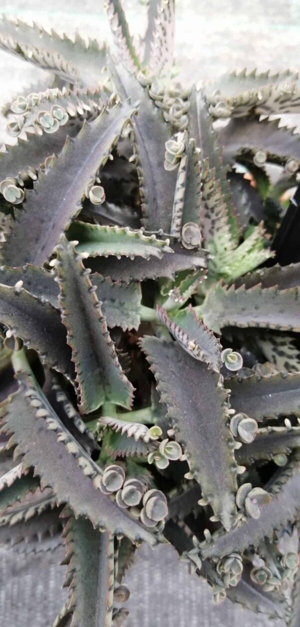 Kalanchoe Octopus