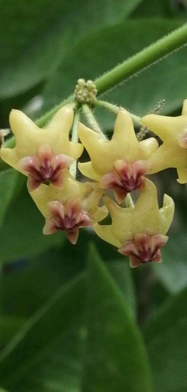 Hoya densifolia pianta giovane