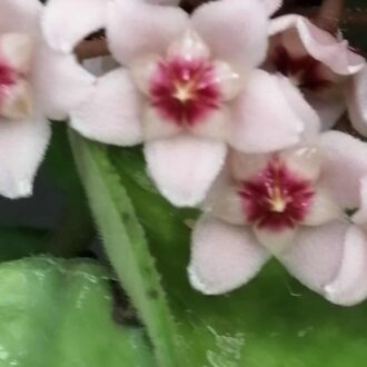 Hoya carnosa R. Brown