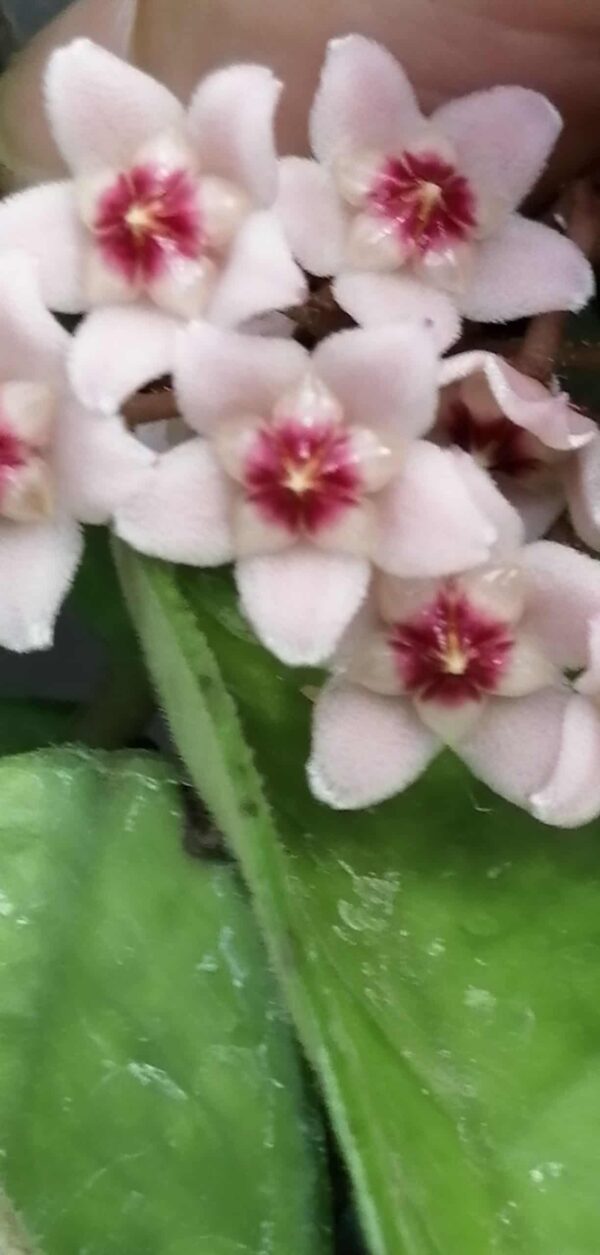 Hoya carnosa R. Brown