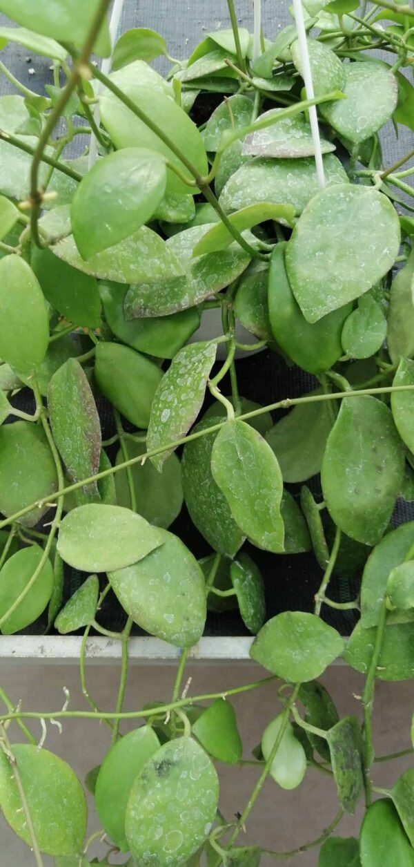 Hoya diptera, Seeman