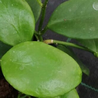 Hoya lucardenasiana