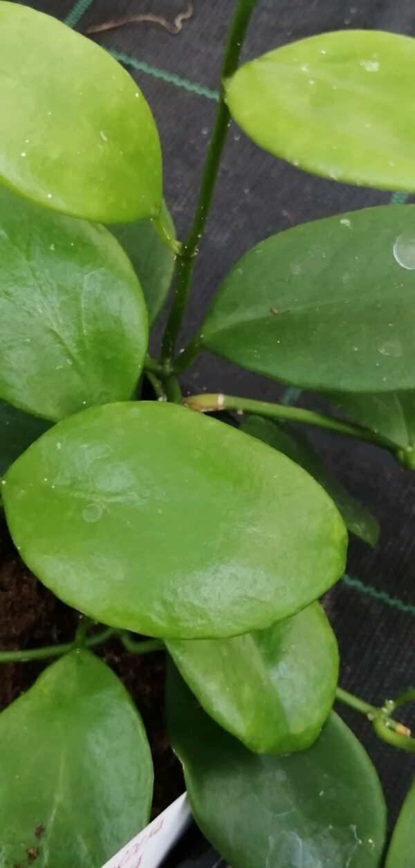 Hoya lucardenasiana