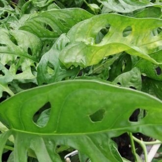 Philodendron monstera adansonii, Monkey Mask