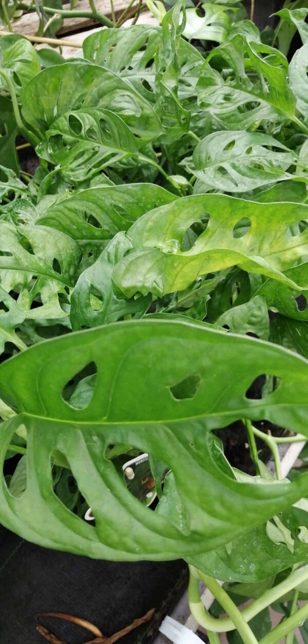 Philodendron monstera adansonii, Monkey Mask