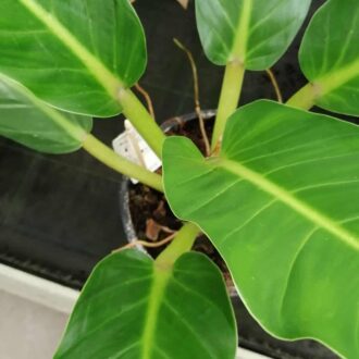 Philodendron martianum Fat Boy Yellow