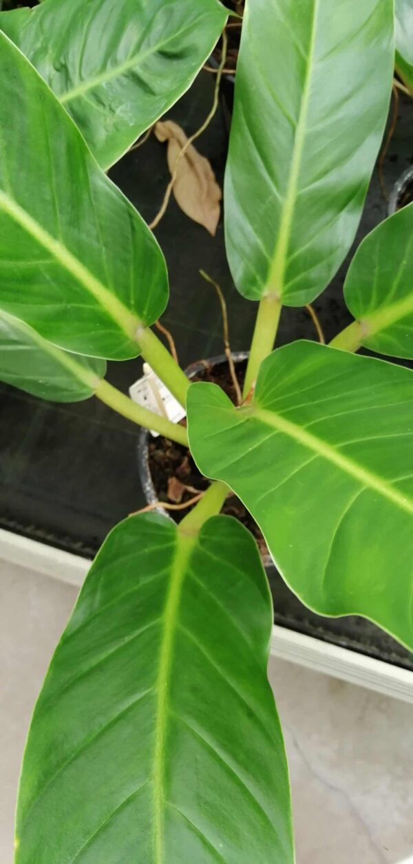 Philodendron martianum Fat Boy Yellow