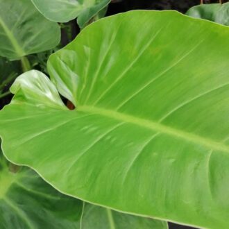 Philodendron melinonii