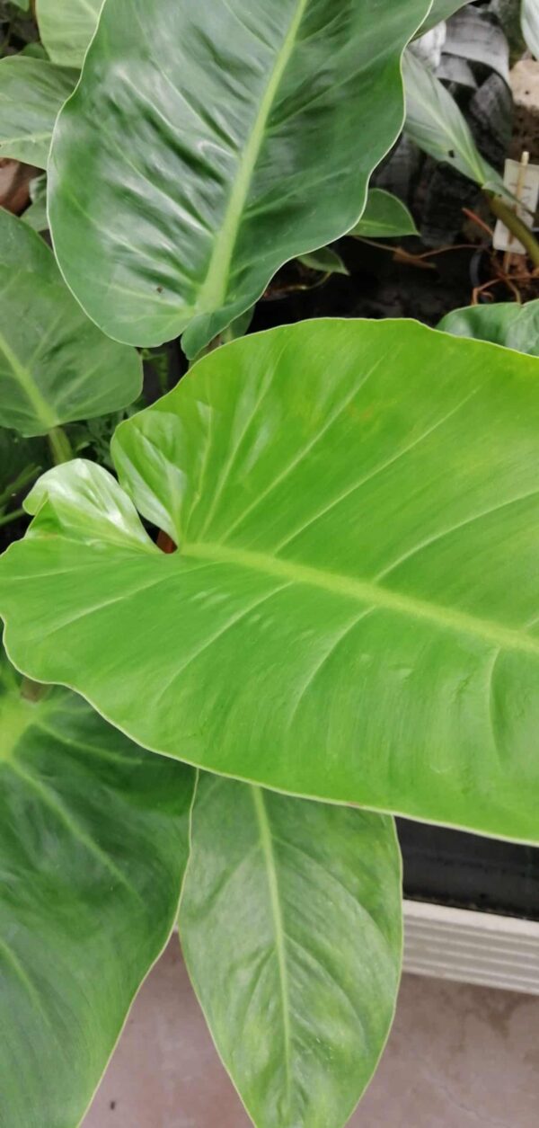 Philodendron melinonii