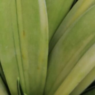 Sansevieria trifasciata Gold Flame