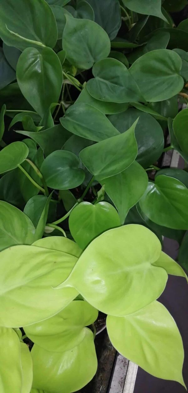 Philodendron scandens
