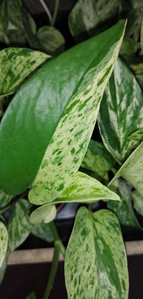 Pothos aurea Marble Queen, Epipremnum, Scindapsus Marble Queen