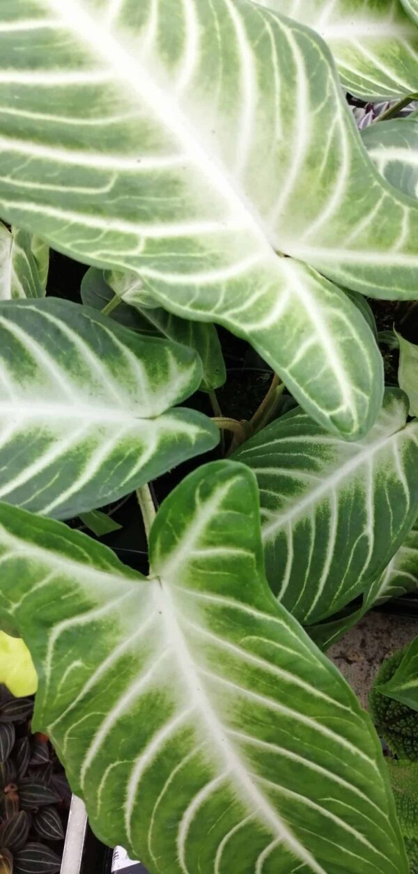 Xanthosoma lindenii, Caladium lindenii, Phyllotaenium lindenii