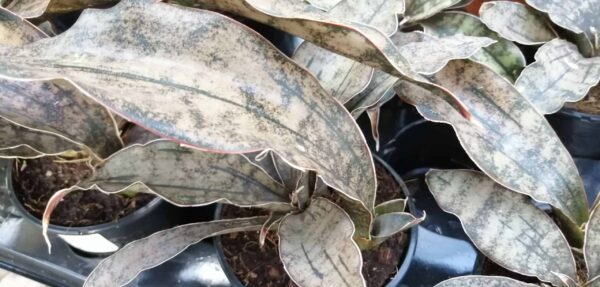 Sansevieria Star Canyon Granita