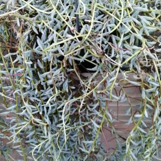 Senecio hallianus