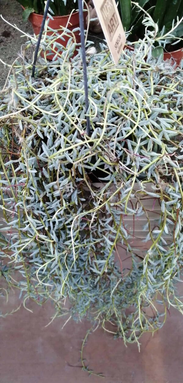 Senecio hallianus