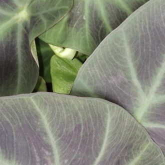 Colocasia Aloha