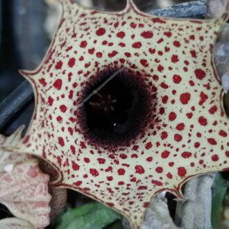 Huernia boleana