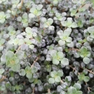 Pilea Pinokkio