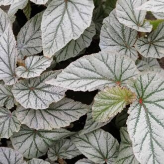 Begonia Don Miller