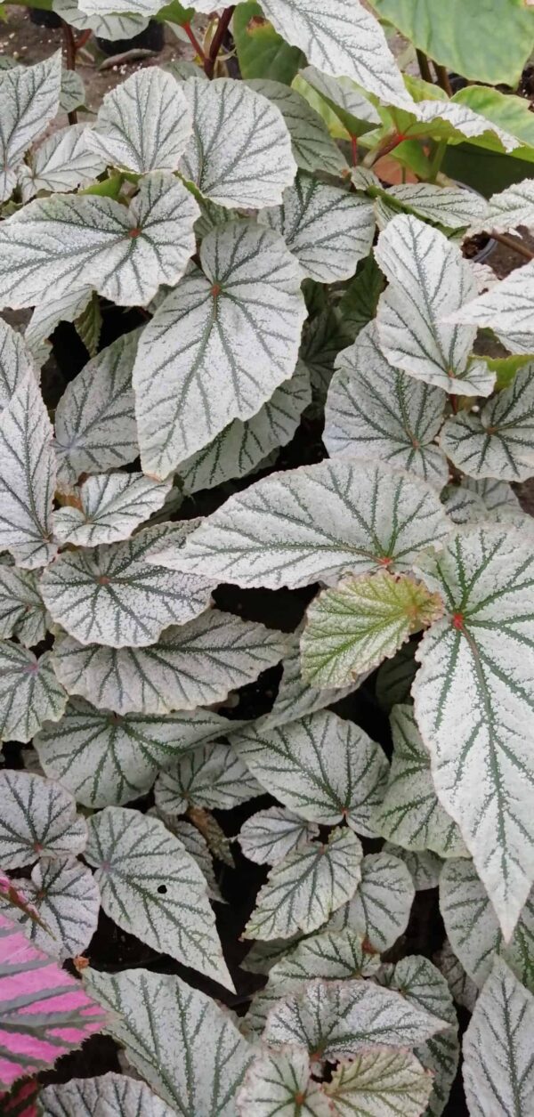 Begonia Don Miller