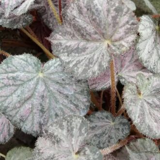 Begonia Passing Storm