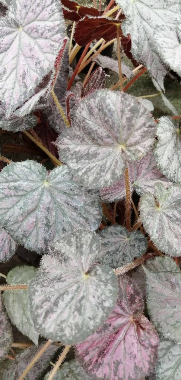 Begonia Passing Storm