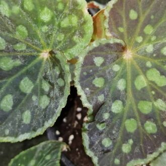 Begonia chlorosticta